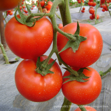 HT05 Dejar early maturity,red determinate f1 hybrid tomato seeds